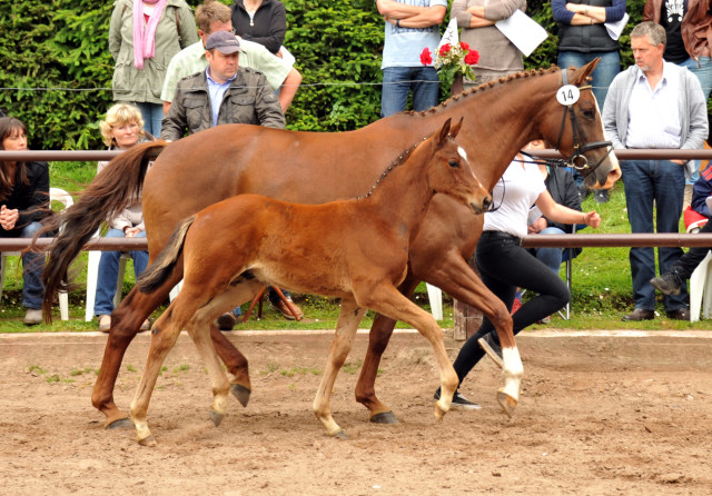 Hengstfohlen von Oliver Twist u.d. Klassic v. Freudenfest im Gestt Hmelschenburg - Foto: Beate Langels