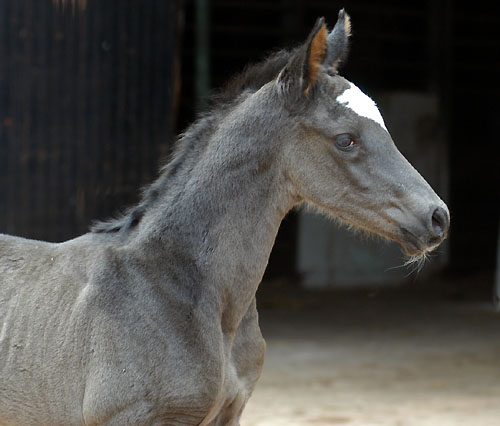 Black Trakehner colt by Shavalou out of Greta Garbo by Alter Fritz, Gestt Hmelschenburg - Beate Langels