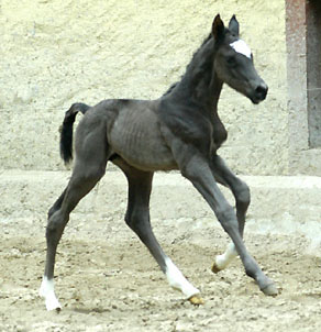 Black Trakehner colt by Shavalou out of Greta Garbo by Alter Fritz, Gestt Hmelschenburg - Beate Langels