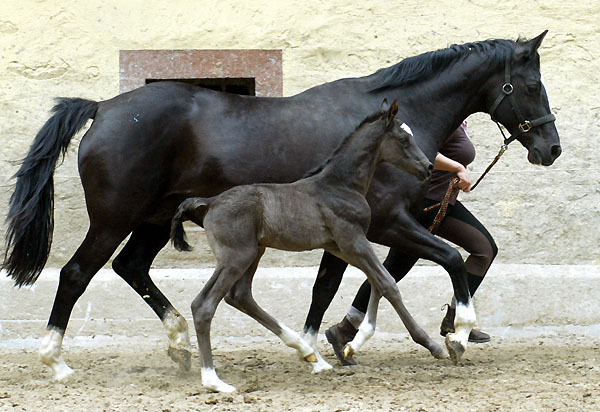 Black Trakehner colt by Shavalou out of Greta Garbo by Alter Fritz, Gestt Hmelschenburg - Beate Langels