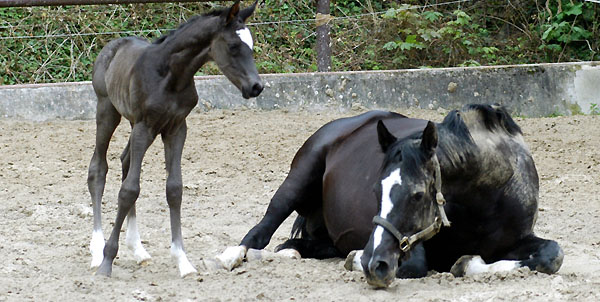 Trakehner Rapphengst von Shavalou u.d. Greta Garbo v. Alter Fritz, Trakehner Gestt Hmelschenburg