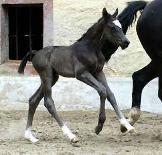 Black Trakehner colt by Shavalou out of Greta Garbo by Alter Fritz, Gestt Hmelschenburg - Beate Langels