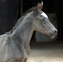 wenige Stunden alt: Hengstfohlen von Shavalou u.d. Greta Garbo, Foto: Beate Langels - Gestüt Hämelschenburg