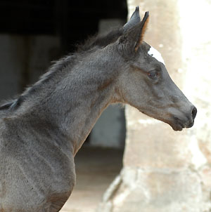 Black Trakehner colt by Shavalou out of Greta Garbo by Alter Fritz, Gestt Hmelschenburg - Beate Langels