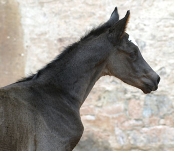 Black Trakehner colt by Shavalou out of Greta Garbo by Alter Fritz, Gestt Hmelschenburg - Beate Langels