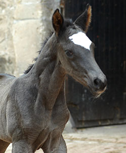 Black Trakehner colt by Shavalou out of Greta Garbo by Alter Fritz, Gestt Hmelschenburg - Beate Langels