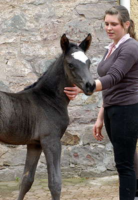 Black Trakehner colt by Shavalou out of Greta Garbo by Alter Fritz, Gestt Hmelschenburg - Beate Langels