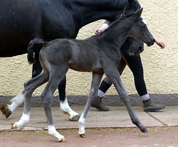 Black Trakehner colt by Shavalou out of Greta Garbo by Alter Fritz, Gestt Hmelschenburg - Beate Langels