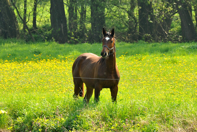 Jhrlingshengst von Showmaster - Hmelschenburg - Mitte April 2014, Foto: Beate Langels, Trakehner Gestt Hmelschenburg - Beate Langels