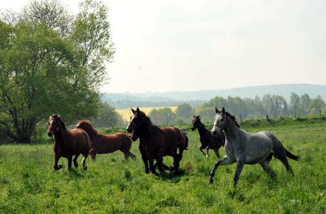 Unsere jungen Reitpferde genieen das Wochenende auf der Koppel Gestt Hmelschenburg - Foto: Beate Langels