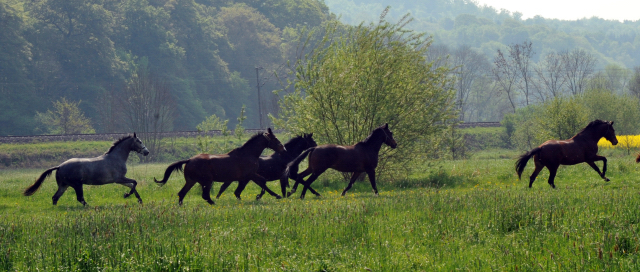 Unsere jungen Reitpferde genie en das Wochenende auf der Koppel - Foto: Beate Langels