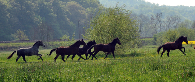 Unsere jungen Reitpferde genieen das Wochenende auf der Koppel - Foto: Beate Langels