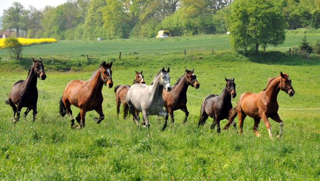 Unsere jungen Reitpferde genie en das Wochenende auf der Koppel - Foto: Beate Langels