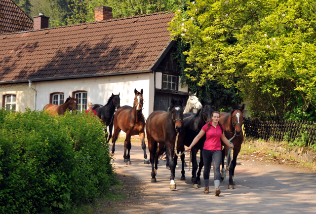 Unsere jungen Reitpferde genie en das Wochenende auf der Koppel- Foto: Beate Langels