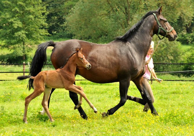 2 Tage alt: Oldenburger Stutfohlen von Oliver Twist u.d. Beloved v. Kostolany - Foto: Beate Langels - Trakehner Gestt Hmelschenburg