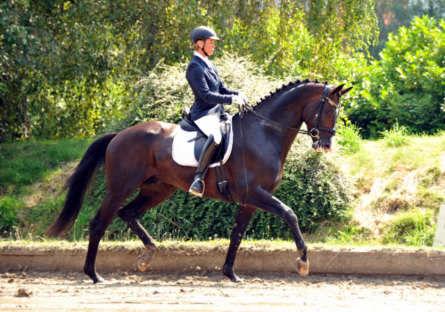 Trakehner Hengst GRAND CORAZON von Symont u.d. Pr.u.StPrSt. Guendalina v. Red Patrick xx Foto: Beate Langels - Trakehner Gestt Hmelschenburg