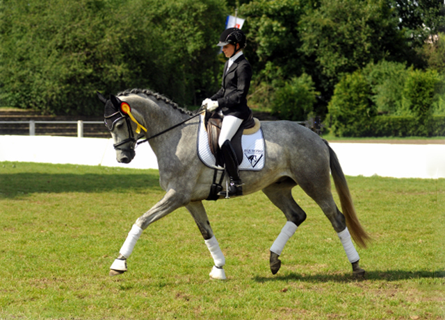 Reitpferdechampion - Perano von Hofrat - Herzzauber (4jhrig) - Foto Beate Langels