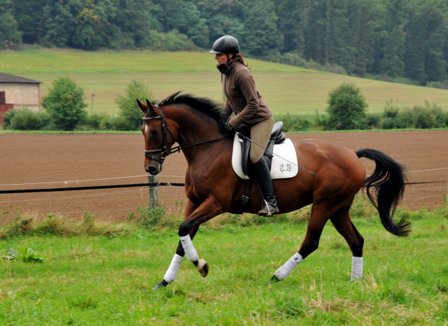 Oldenburger Stute BERESINA von Summertime u.d. Beloved v. Kostolany - Foto: Beate Langels - Trakehner Gestt Hmelschenburg