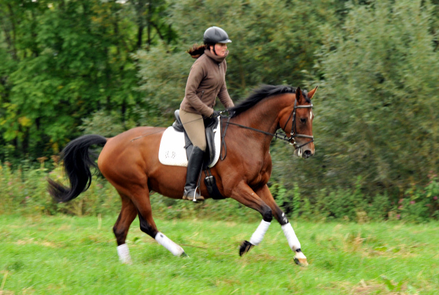 Oldenburger Stute BERESINA von Summertime u.d. Beloved v. Kostolany - Foto: Beate Langels - Trakehner Gestt Hmelschenburg