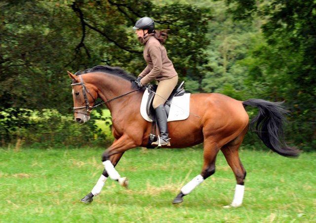 Oldenburger Mare BERESINA by Summertime out of Beloved by Kostolany - Foto: Beate Langels - Trakehner Gestt Hmelschenburg