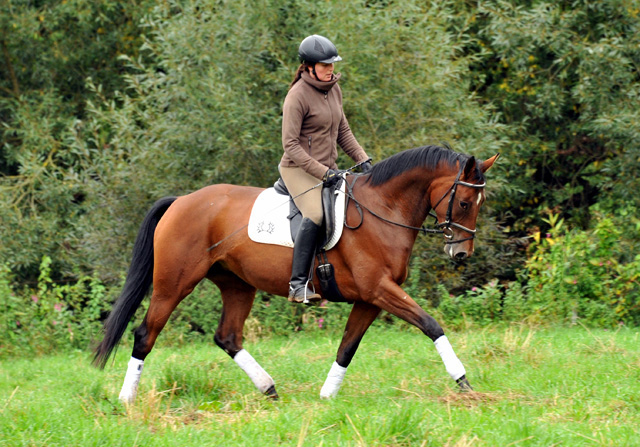 Oldenburger Stute BERESINA von Summertime u.d. Beloved v. Kostolany - Foto: Beate Langels - Trakehner Gestt Hmelschenburg