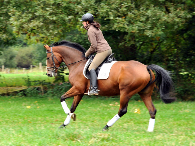 Oldenburger Mare BERESINA by Summertime out of Beloved by Kostolany - Foto: Beate Langels - Trakehner Gestt Hmelschenburg