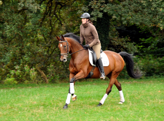 Oldenburger Stute BERESINA von Summertime u.d. Beloved v. Kostolany - Foto: Beate Langels - Trakehner Gestt Hmelschenburg