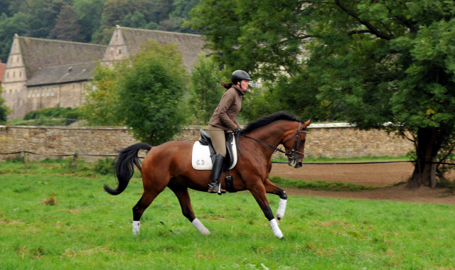 Oldenburger Stute BERESINA von Summertime u.d. Beloved v. Kostolany - Foto: Beate Langels - Trakehner Gestt Hmelschenburg