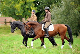 Oldenburger Stute BERESINA von Summertime u.d. Beloved v. Kostolany - Foto: Beate Langels - Trakehner Gestt Hmelschenburg