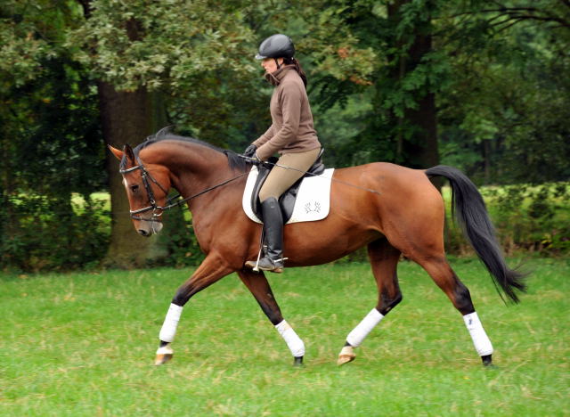 Oldenburger Stute BERESINA von Summertime u.d. Beloved v. Kostolany - Foto: Beate Langels - Trakehner Gestt Hmelschenburg