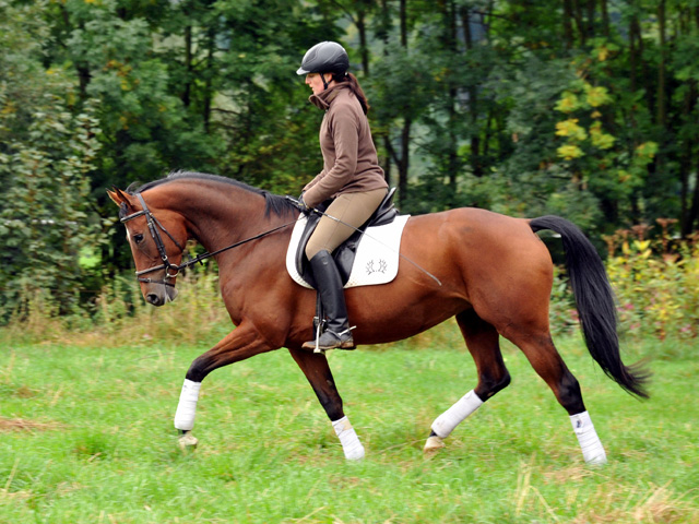 Oldenburger Stute BERESINA von Summertime u.d. Beloved v. Kostolany - Foto: Beate Langels - Trakehner Gestt Hmelschenburg