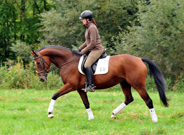 Oldenburger Stute BERESINA von Summertime u.d. Beloved v. Kostolany - Foto: Beate Langels - Trakehner Gestt Hmelschenburg