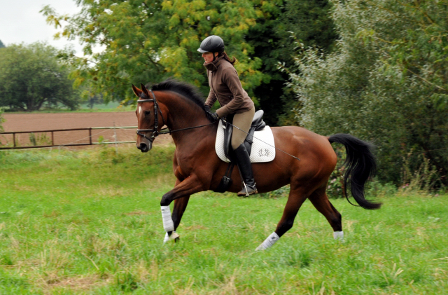 Oldenburger Stute BERESINA von Summertime u.d. Beloved v. Kostolany - Foto: Beate Langels - Trakehner Gestt Hmelschenburg