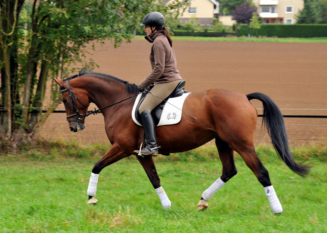 Oldenburger Stute BERESINA von Summertime u.d. Beloved v. Kostolany - Foto: Beate Langels - Trakehner Gestt Hmelschenburg