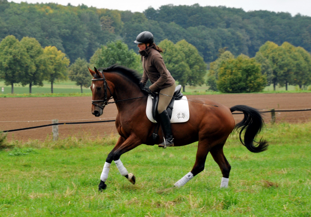 Oldenburger Stute BERESINA von Summertime u.d. Beloved v. Kostolany - Foto: Beate Langels - Trakehner Gestt Hmelschenburg