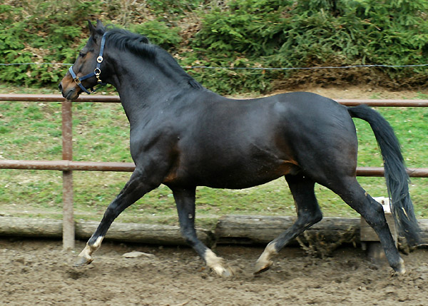 Exclusiv v. Starway - Trakehner Gestt Hmelschenburg, Beate Langels