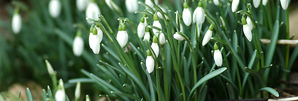 Foto: Beate Langels, Trakehner Gestt Hmelschenburg