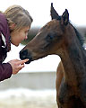 Winter im Trakehner Gestüt Hmelschenburg