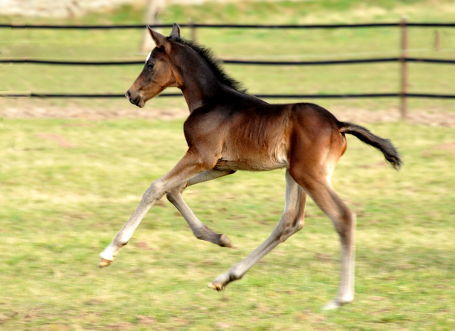 Trakehner Hengstfohlen von Kostolany u.d. Schwalbenfeder v. Summertime - Foto: Beate Langels