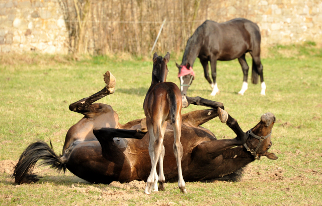 Trakehner Hengstfohlen von Kostolany u.d. Schwalbenfeder v. Summertime - Foto: Beate Langels