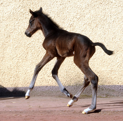 at the age of 12 hours: Oldenburger Colt by Symont - Kostolany - Sandro - Gestt Hmelschenburg, Beate Langels