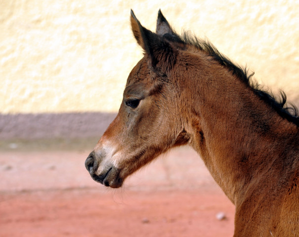 Stutfohlen von Oliver Twist u.d. Pr. u. StPrSt. Klassic v. Freudenfest - Foto: Beate Langels - Trakehner Gestt Hmelschenburg