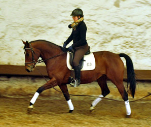 Oldenburger Stute BERESINA von Summertime u.d. Beloved v. Kostolany - Foto: Beate Langels - Trakehner Gestt Hmelschenburg