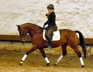 Oldenburger Stute BERESINA von Summertime u.d. Beloved v. Kostolany - Foto: Beate Langels - Trakehner Gestt Hmelschenburg