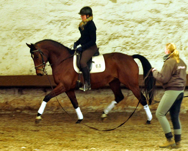 Oldenburger Stute BERESINA von Summertime u.d. Beloved v. Kostolany - Foto: Beate Langels - Trakehner Gestt Hmelschenburg