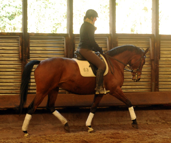 Oldenburger Stute BERESINA von Summertime u.d. Beloved v. Kostolany - Foto: Beate Langels - Trakehner Gestt Hmelschenburg