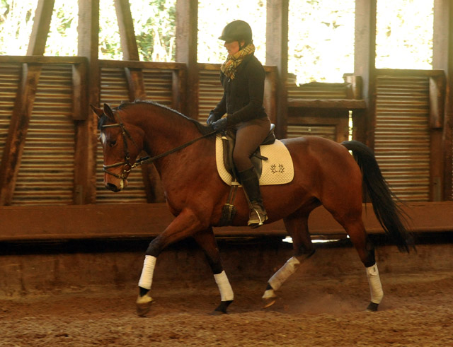 Oldenburger Stute BERESINA von Summertime u.d. Beloved v. Kostolany - Foto: Beate Langels - Trakehner Gestt Hmelschenburg