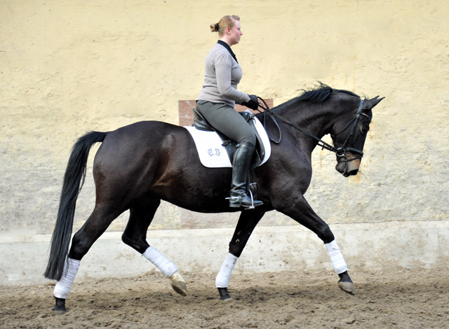 Savinelli - Trakehner Wallach von Summertime u.d. Schwalbenflair v. Exclusiv, Gestt Hmelschenburg