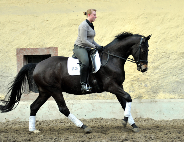 Savinelli - Trakehner Wallach von Summertime u.d. Schwalbenflair v. Exclusiv, Gestt Hmelschenburg