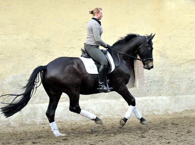 Savinelli - Trakehner Wallach von Summertime u.d. Schwalbenflair v. Exclusiv, Gestt Hmelschenburg